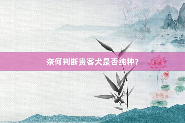 奈何判断贵客犬是否纯种？